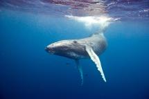 A Beginner’s Guide to the Best Whale Watching Spots Around the World