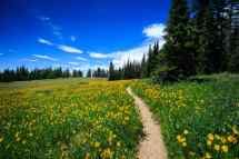 A Guide to Finding Seasonal Wildflowers on Your Next Hike